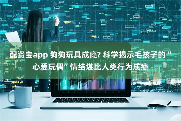配资宝app 狗狗玩具成瘾? 科学揭示毛孩子的“心爱玩偶”情结堪比人类行为成瘾